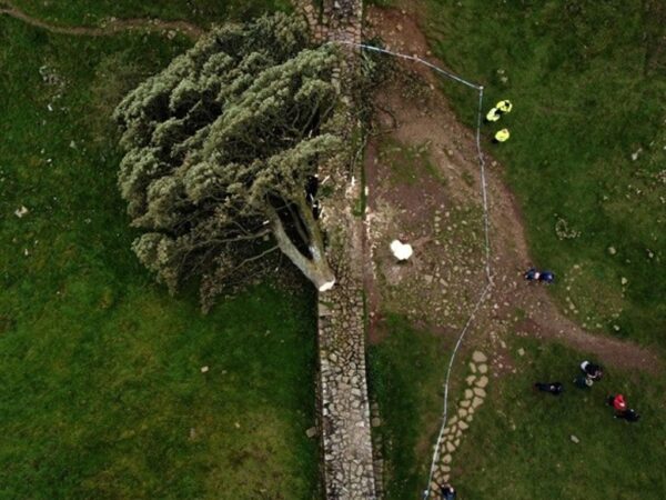 Angleterre: Un adolescent arrêté pour avoir abattu un arbre.