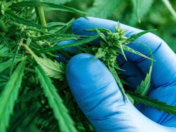 Le Ghana légalise le cannabis à usage thérapeutique et industriel