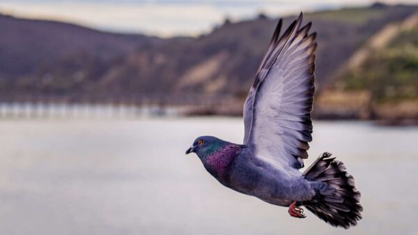 Inde: Un pigeon recouvre sa liberté, après 8 mois d’emprisonnement