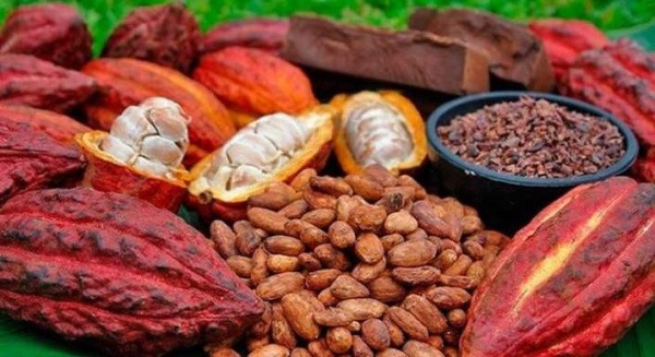 Le Togo remporte 3 médailles, pour la qualité de son Cacao