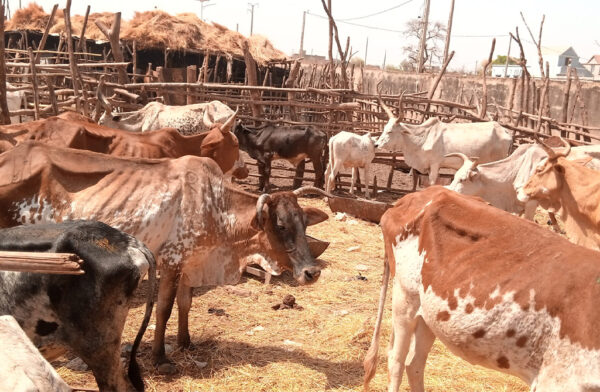 Togo : La FAO équipe les ministères pour renforcer la surveillance sanitaire et environnementale.